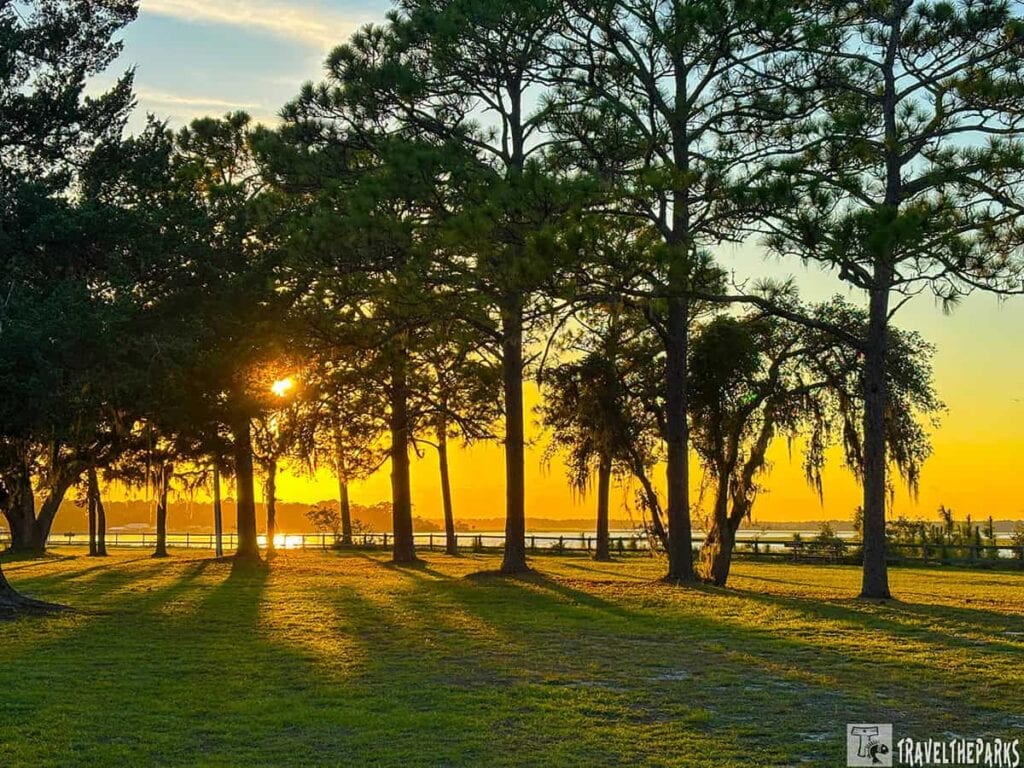 Sunset view through pine trees with a grassy area and water in the background.