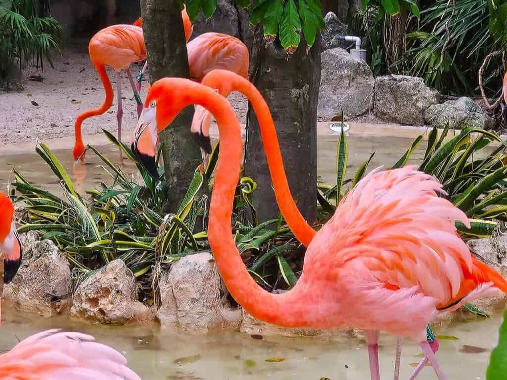 A group of vibrant pink flamingos near a shallow pool surrounded by rocks and greenery.