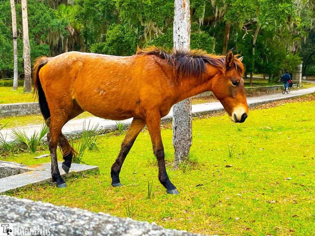 A horse walks on grass beside a tree on Cumberland Island, showcasing the natural beauty of the landscape.