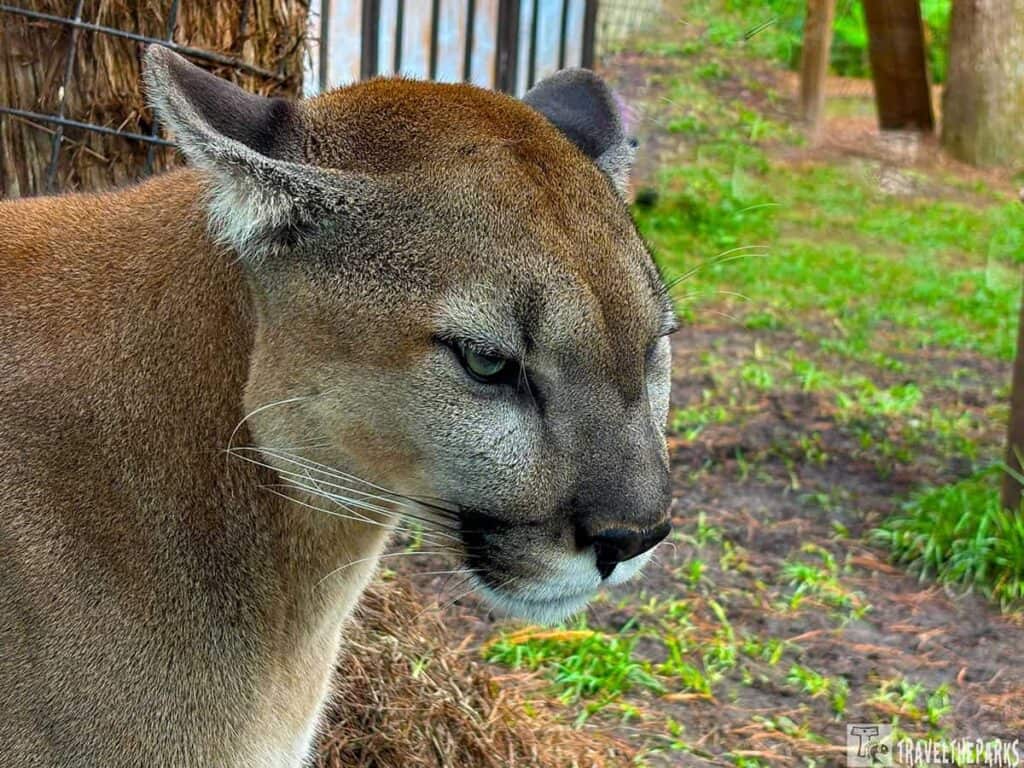 Close-up of a Florida Panther at Gatorland Orlando in a grassy habitat.

