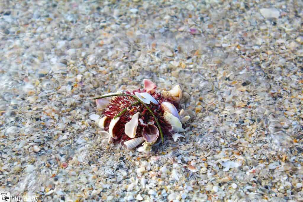 A sea urchin surrounded by seashell fragments in shallow beach water.

