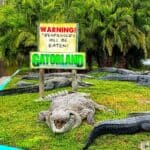 A group of alligators on grass with a warning sign at Gatorland in front of palm trees and water.