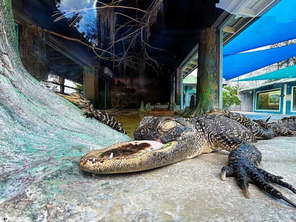 Alligator resting in an enclosure with a naturalistic setting and blue canopy above.

