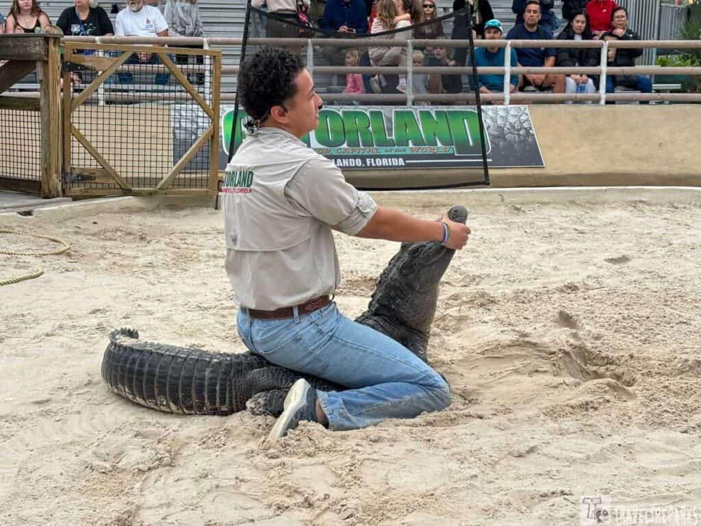 Man kneeling in sand holding an alligator's snout at Gatorland Orlando, with a crowd watching in the background.

