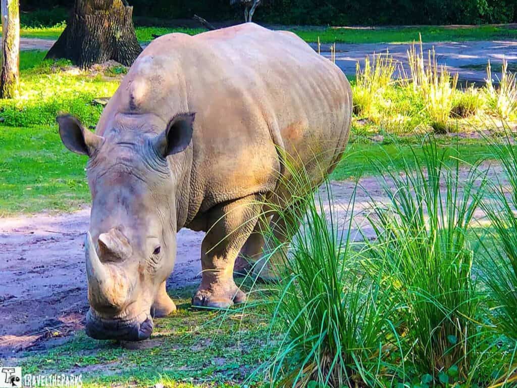 A rhinoceros standing on grass with clumps of tall green grass nearby.

