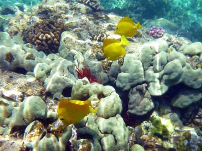 Underwater scene featuring vibrant coral reefs and various types of marine algae. Sunlight filters through the water, illuminating the diverse underwater landscape with a serene blue hue. This photo captures the magical tranquility and natural beauty of a thriving coral habitat in beautiful Maui, the Vibrant Valley Isle.