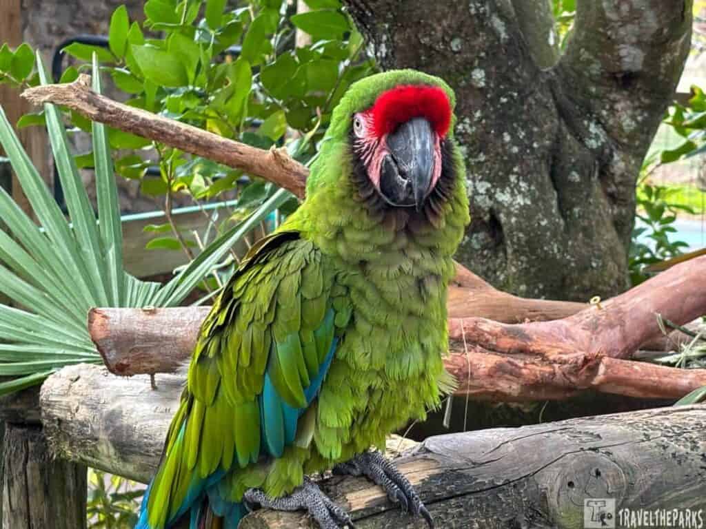 A green parrot with red and blue accents perched on a wooden railing surrounded by foliage.

