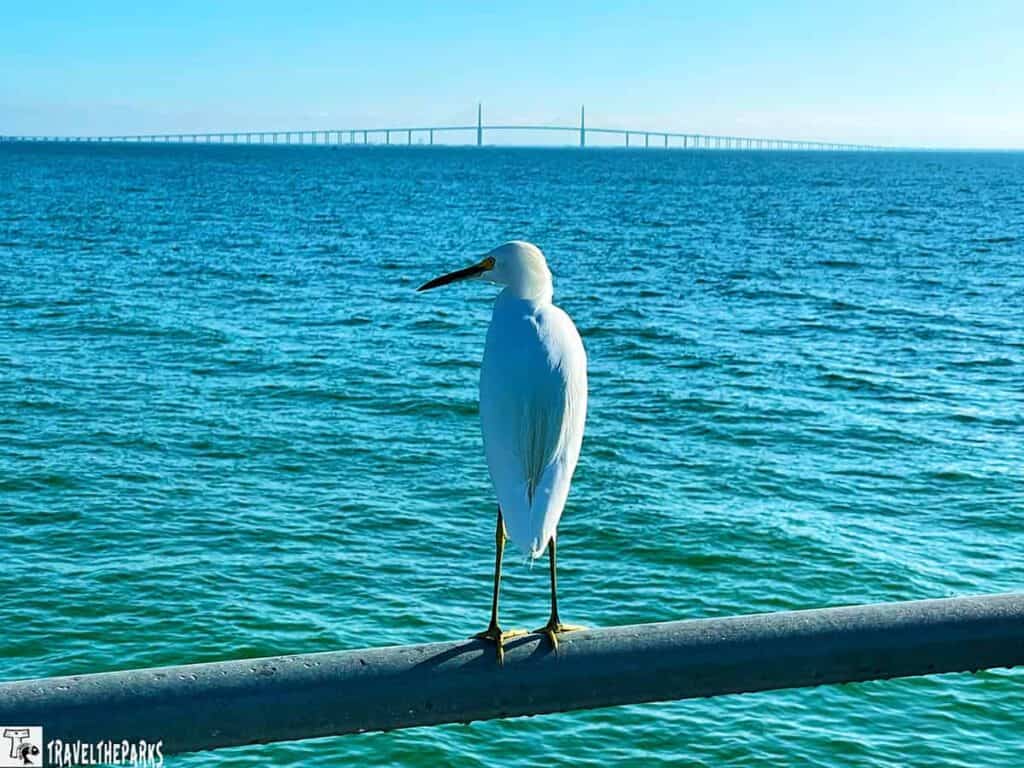 A white egret on a railing with the Tampa Sunshine Skyway Bridge in the background over a blue body of water.

