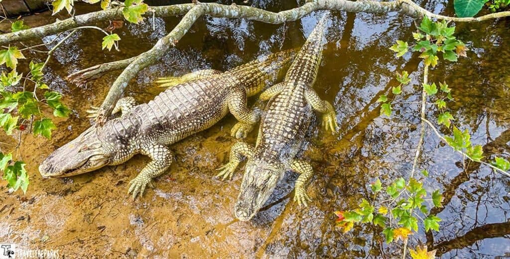Two leucitic alligators resting in shallow water under tree branches with green and autumn leaves.

