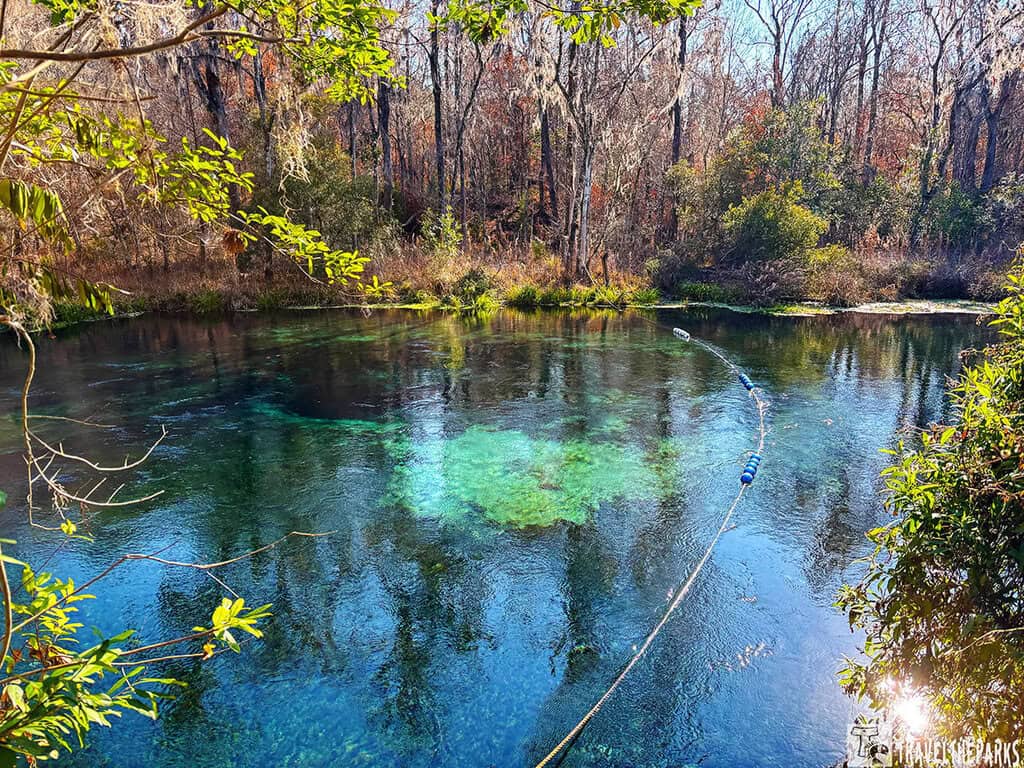 Clear blue water at Blue Hole, Ichetucknee Springs, with a forest backdrop.