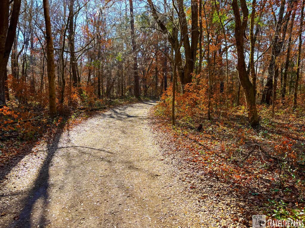 A dirt path winds through a forest with autumn-colored trees at Ichetucknee Springs State Park.