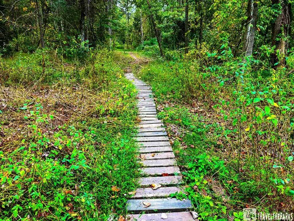 A narrow wooden boardwalk through a dense green forest.