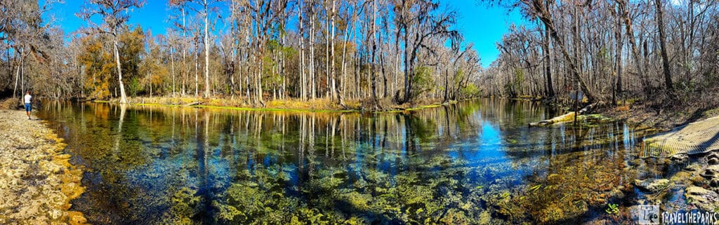 River scene at Ichetucknee Springs State Park. In the foreground, clear, shallow water reveals a bed of green and yellow aquatic plants.