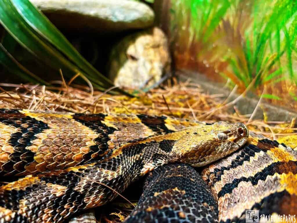 A coiled snake with intricate black, brown, and yellow scales rests on natural ground cover. Green foliage and rocks form the background, creating a natural, serene setting.