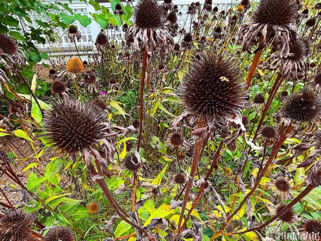 Dried coneflowers with spiky brown seed heads and withered petals.

