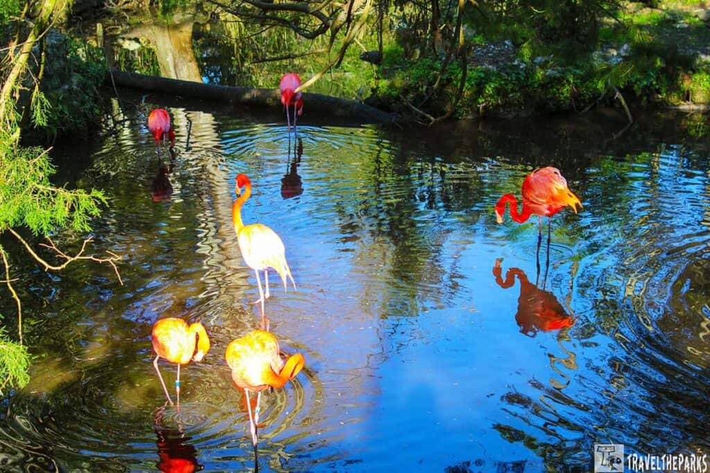 Bright pink flamingos stand in a serene pond, their reflections shimmering in the water. Lush greenery surrounds them, creating a tranquil scene.