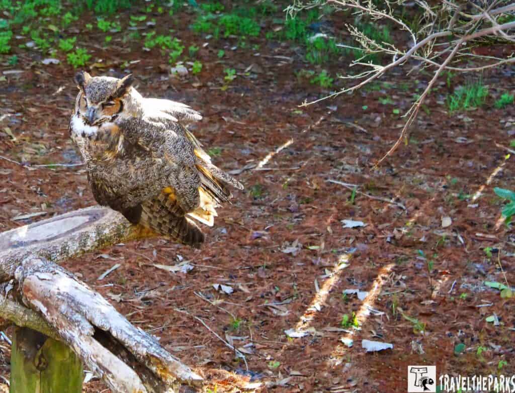 Great horned owl perched on a weathered branch in a sunlit forest, surrounded by brown leaves and patches of green foliage, conveying tranquility.