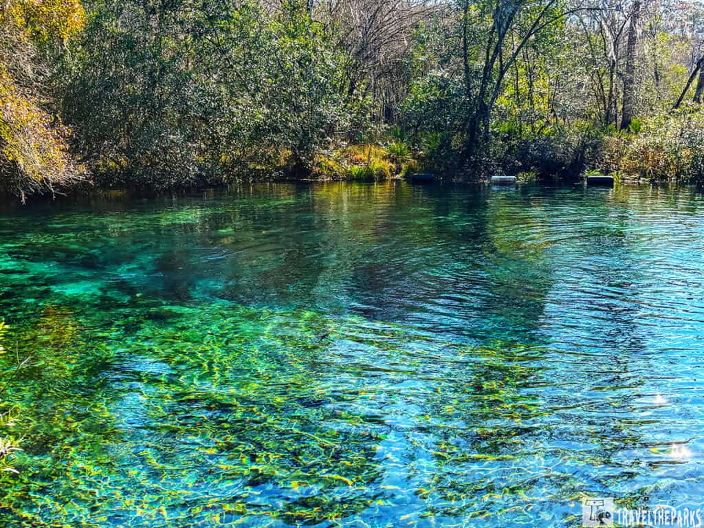 Clear blue-green water at Ichetucknee Springs State Park with surrounding trees and foliage.
