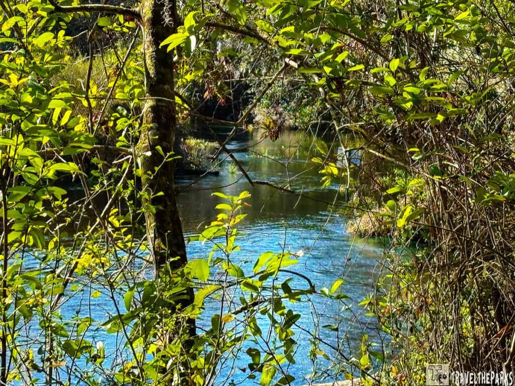 A view of a water stream partially covered by green foliage and branches in sunlight.