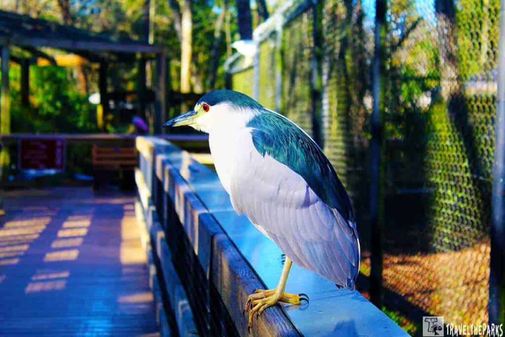 A heron with grey wings and a white body perches on a wooden railing in a sunlit park. The background features trees and a mesh fence.