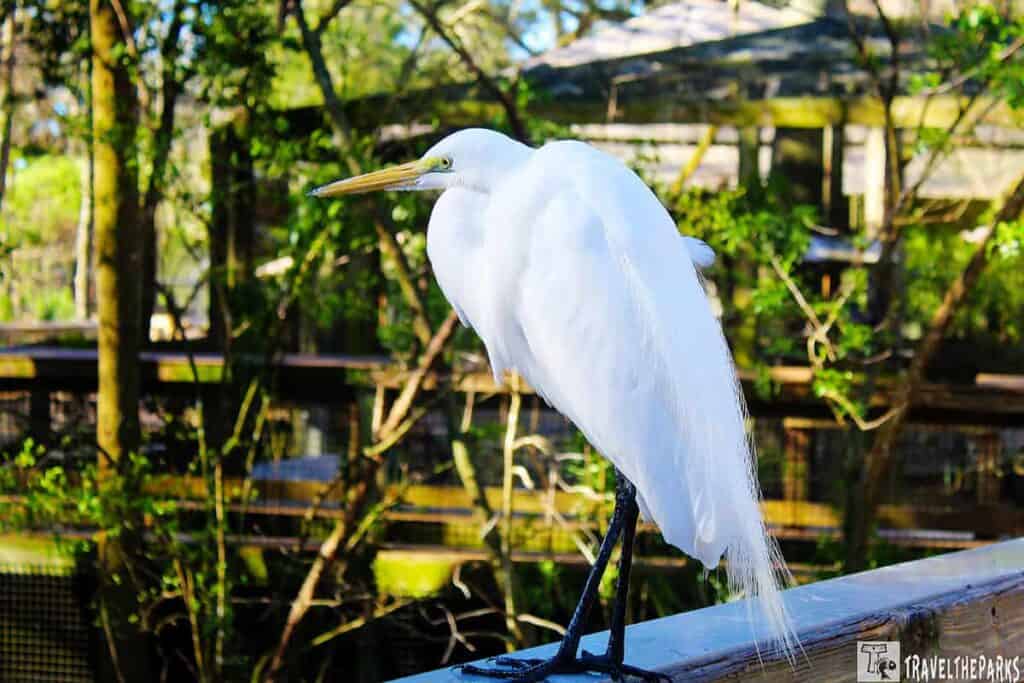 A graceful white egret stands perched on a wooden railing, its long neck and slender beak prominent. Sunlight filters through lush greenery in the background.