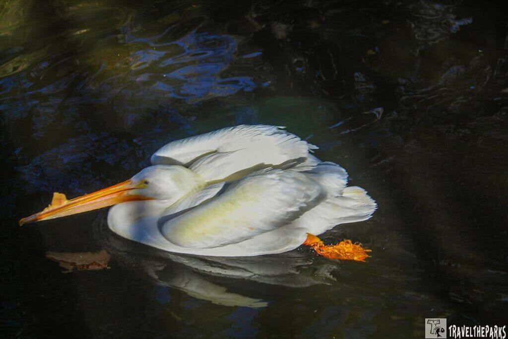 A white pelican with a bright orange beak and feet gently floats on dark, reflective water, creating a serene and peaceful atmosphere.