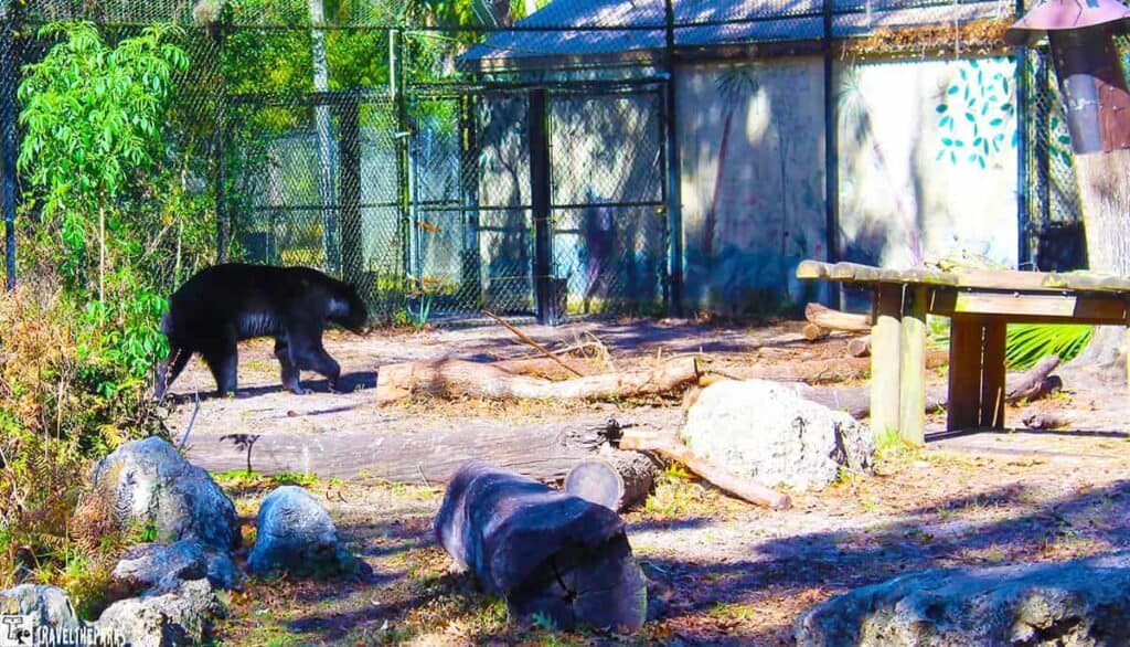 A black bear walking in a zoo enclosure with rocks, logs, and a chain-link fence in the background.