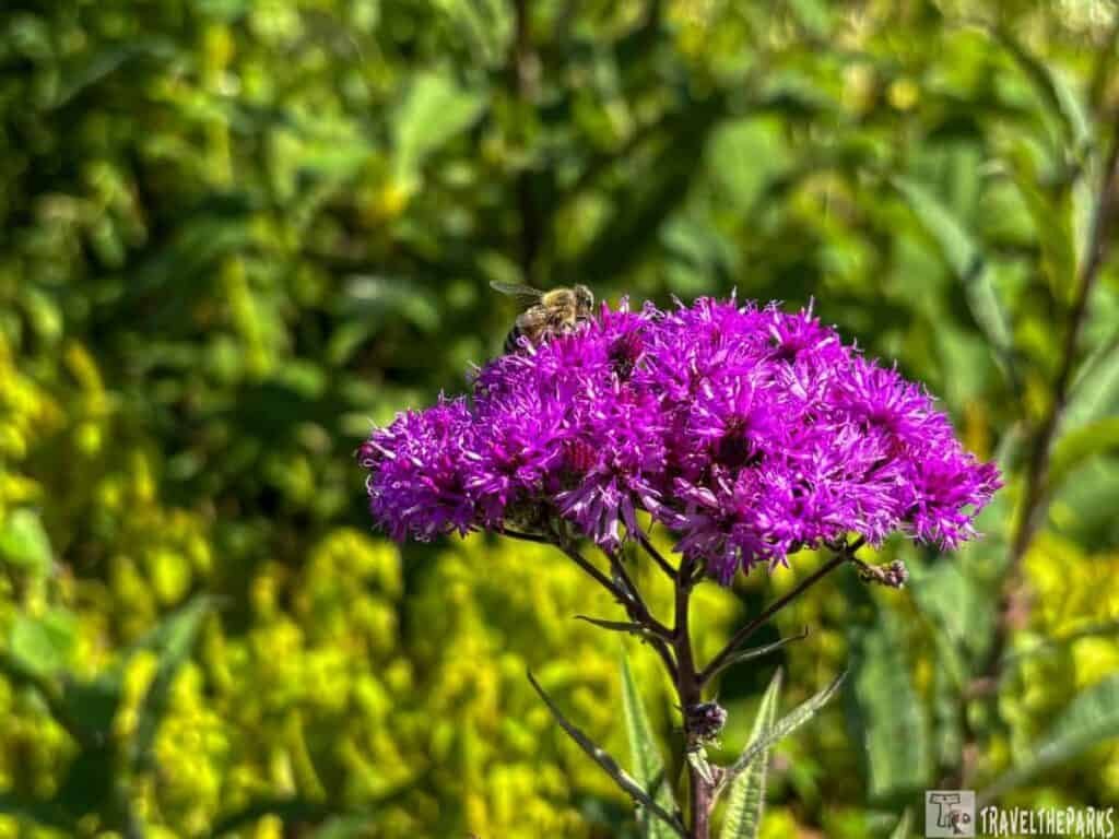 A bee on bright purple flowers with green foliage background.