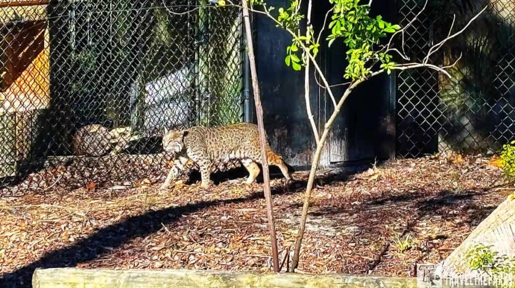 A bobcat walking inside a zoo enclosure with a chain-link fence and brown mulch ground.

