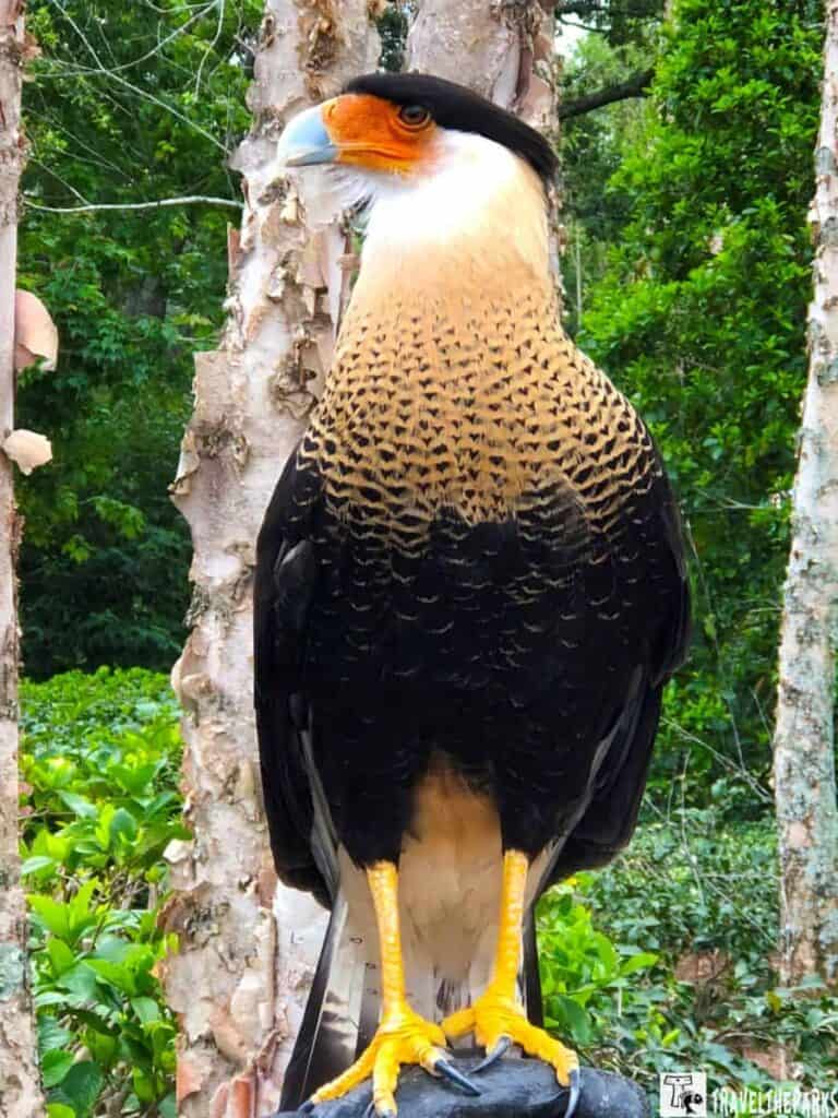 CaraCara bird with an orange face, yellow feet, and patterned feathers standing on a branch with trees and greenery in the background.

