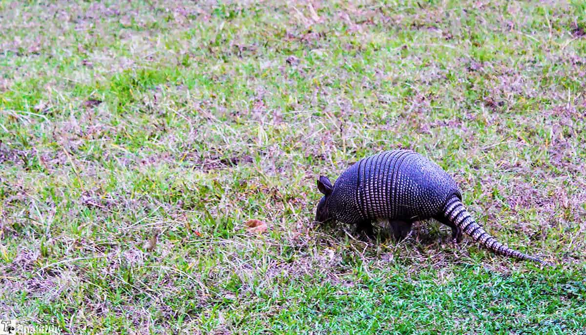 An armadillo on a grassy field with its head down and shell visible.