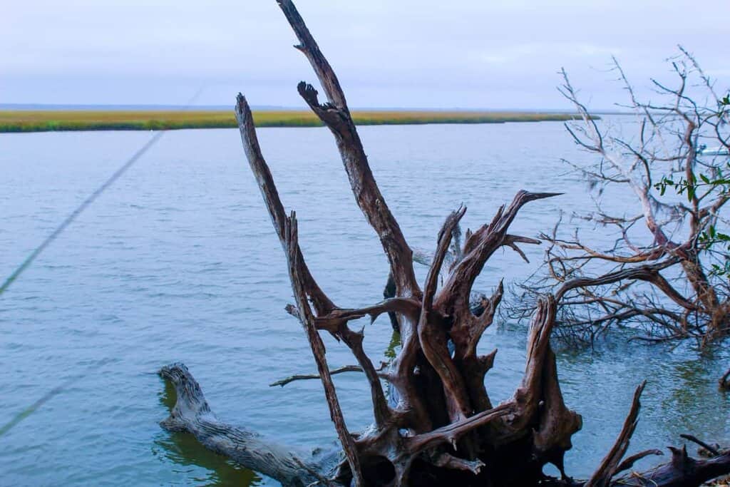 Cumberland Island National Seashore driftwood shoreline