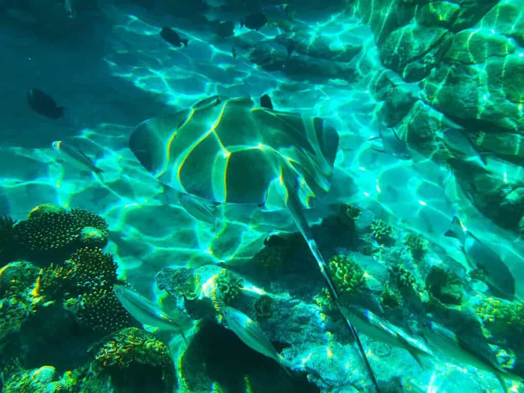 Underwater scene with a stingray and small fish over a colorful coral reef.