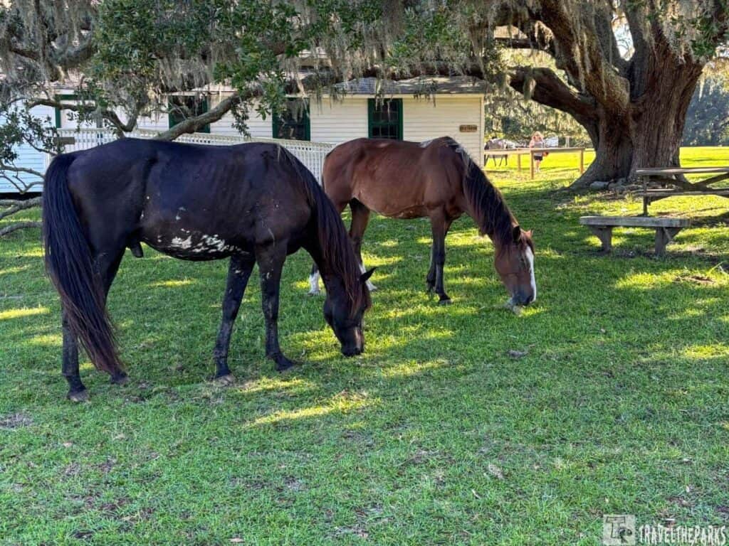 Two horses grazing on a green lawn under a large tree with a white building in the background.