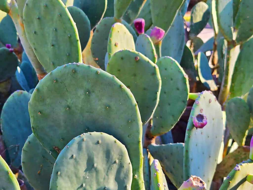 Close-up of green prickly pear cactus pads with small purple fruit.
