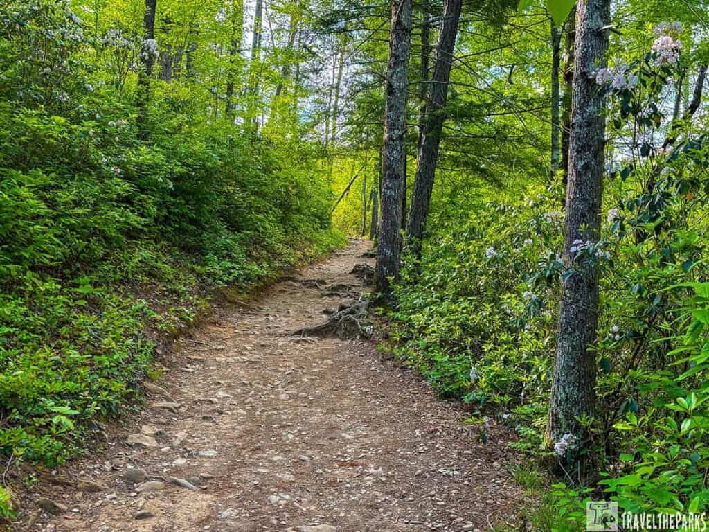 The Abrams Falls trail through a green forest with trees and shrubs on each side.