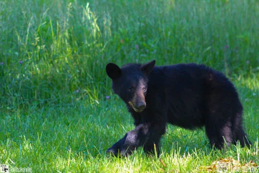 A young black bear stands in a green meadow, with tall grass in the background.


