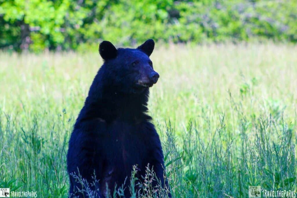 A black bear stands upright in a green field with a forest in the background.

