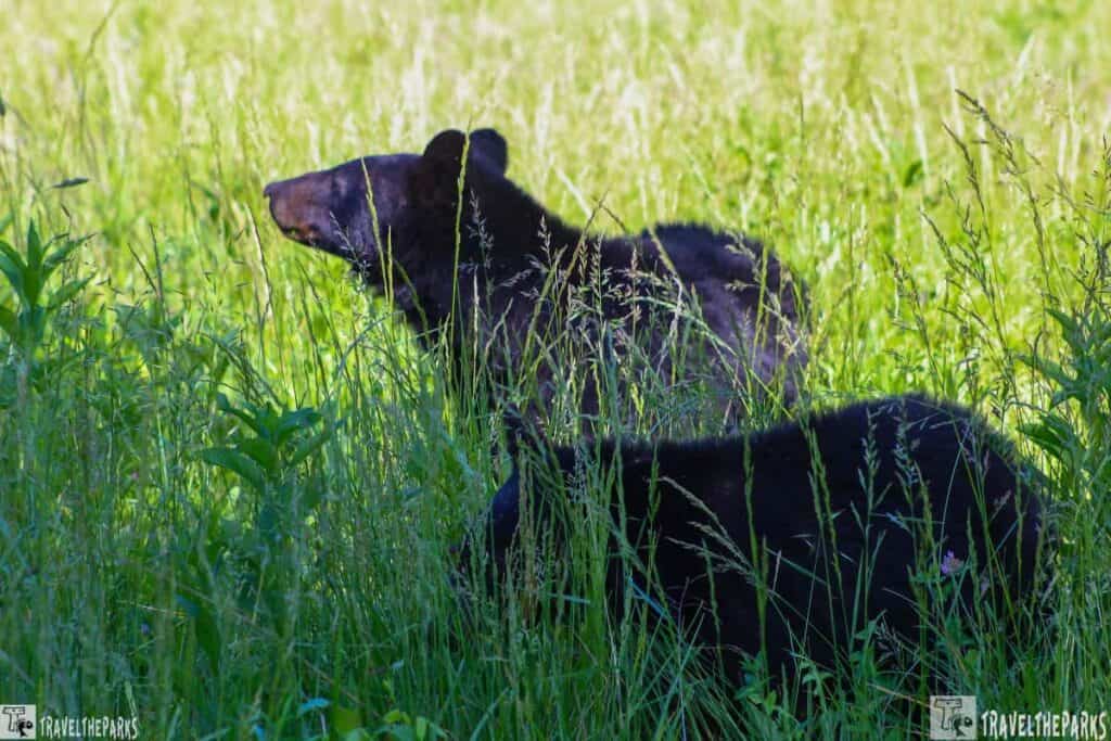 Two black bears in a sunlit grassy meadow.