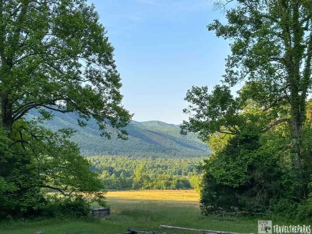 View of a meadow framed by tall trees with mountains in the background under a blue sky.