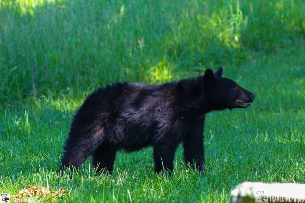 A black bear in a grassy field.

