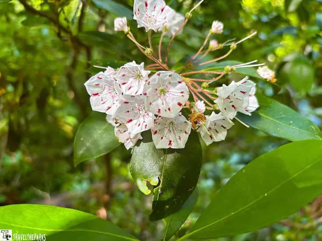 Mountain Laurel: A cluster of white flowers with pinkish-red spots among glossy green leaves.