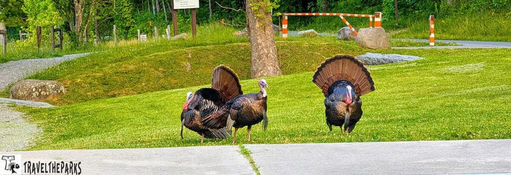 Three wild turkeys with fanned tails on a grassy area in a Cades Cove.