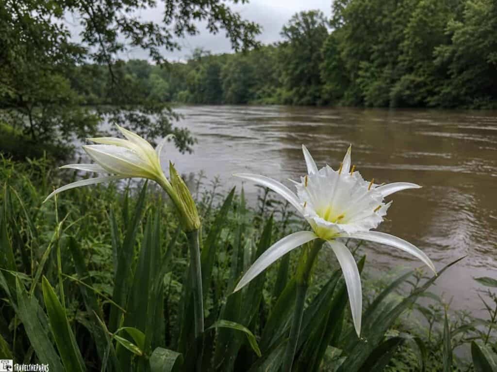 Two blooming Cahaba lilies in the foreground by a flowing river, surrounded by lush green foliage.