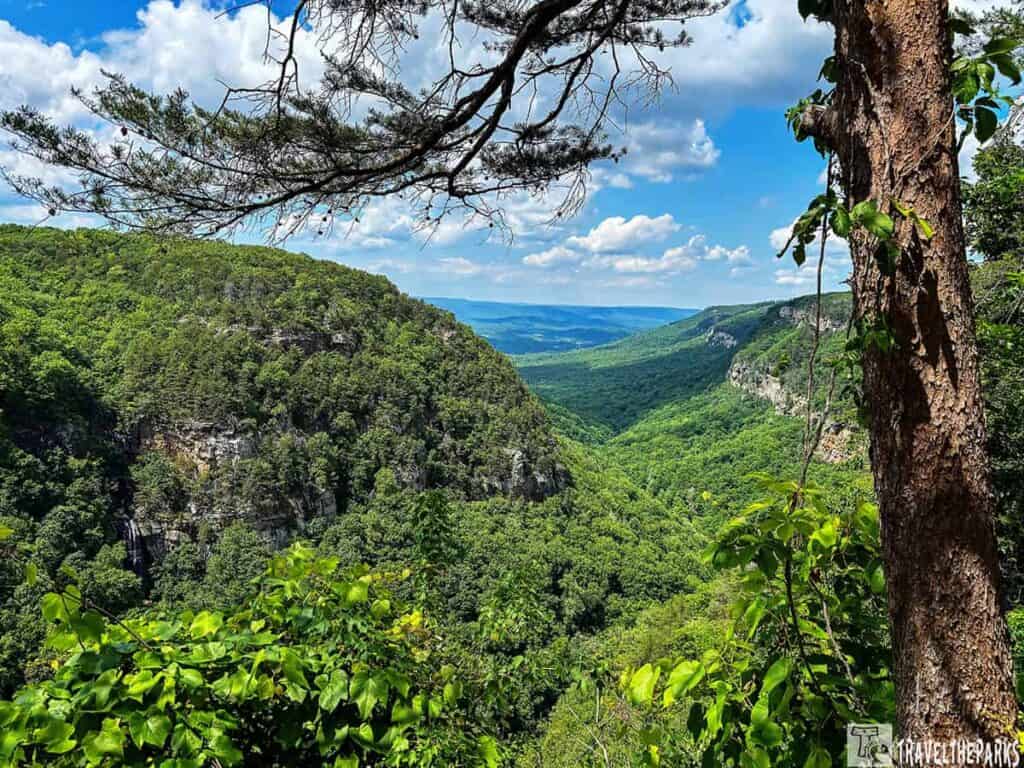 View of a lush green canyon with a tree in the foreground at Cloudland Canyon State Park.