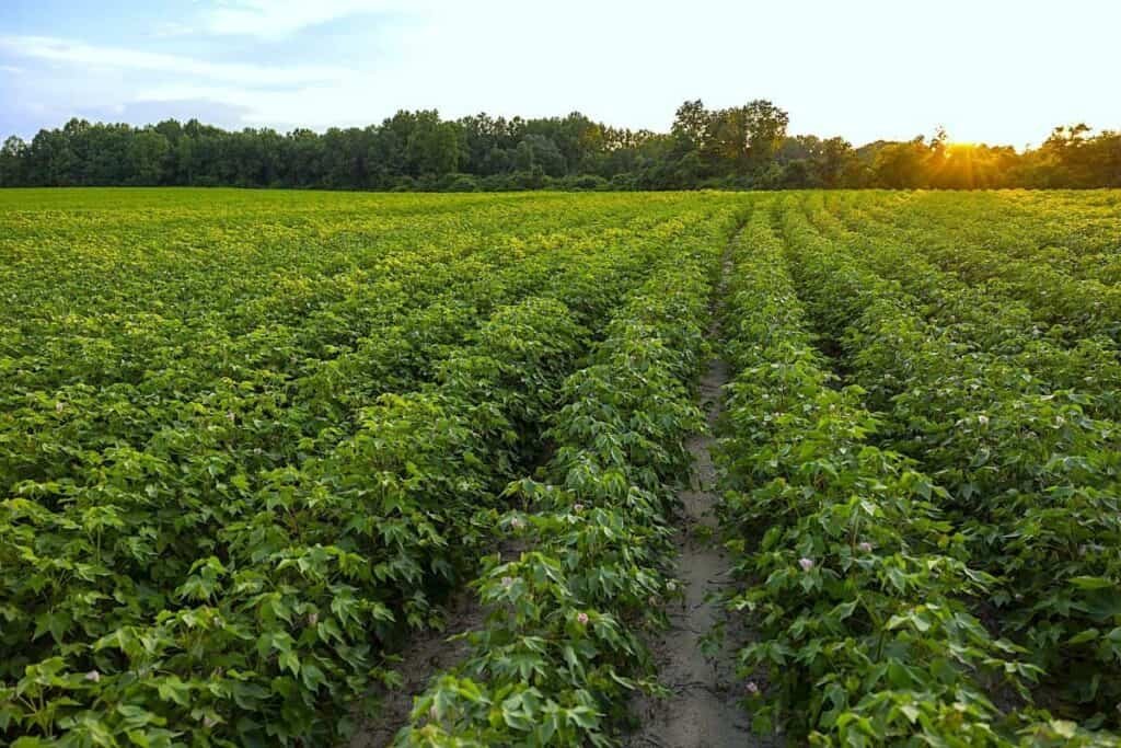 A green cotton field with rows of dense plants and pink buds, bordered by a tree line under a clear sky at sunset.