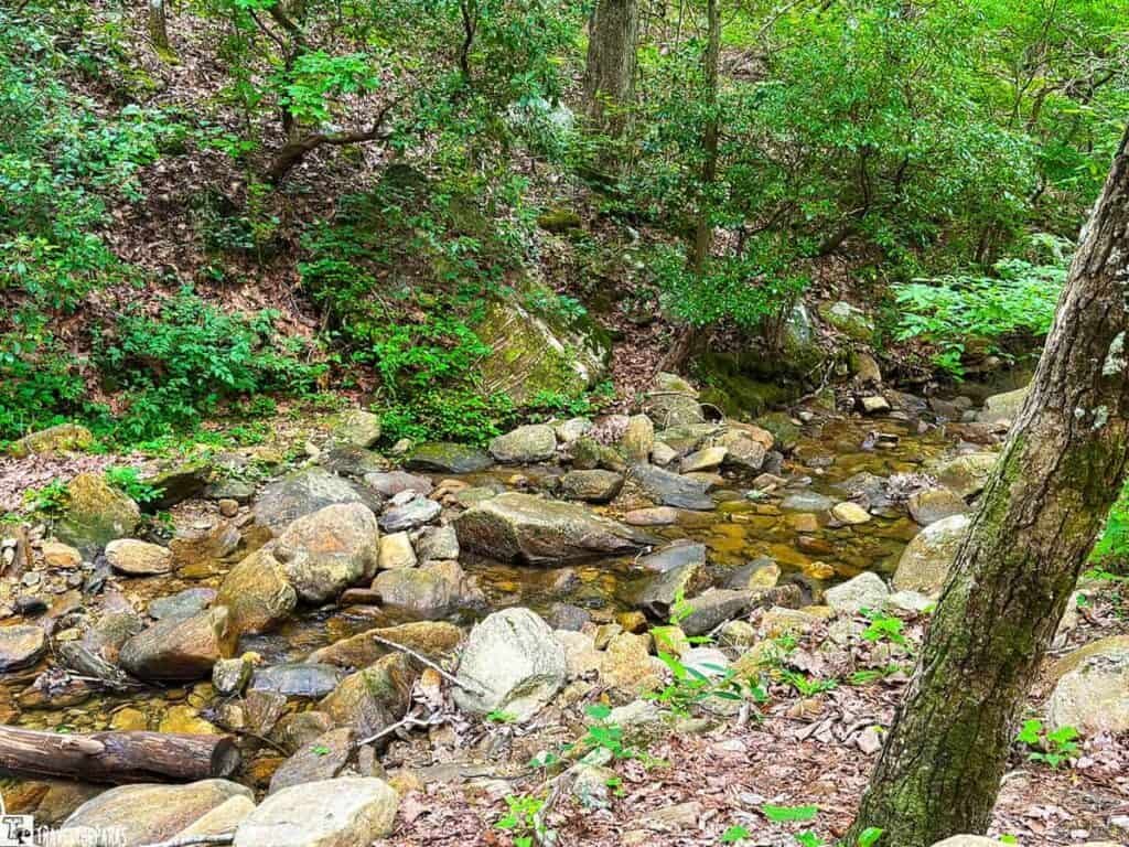 A clear stream flows over smooth rocks, surrounded by lush green foliage and trees in a peaceful forest setting.