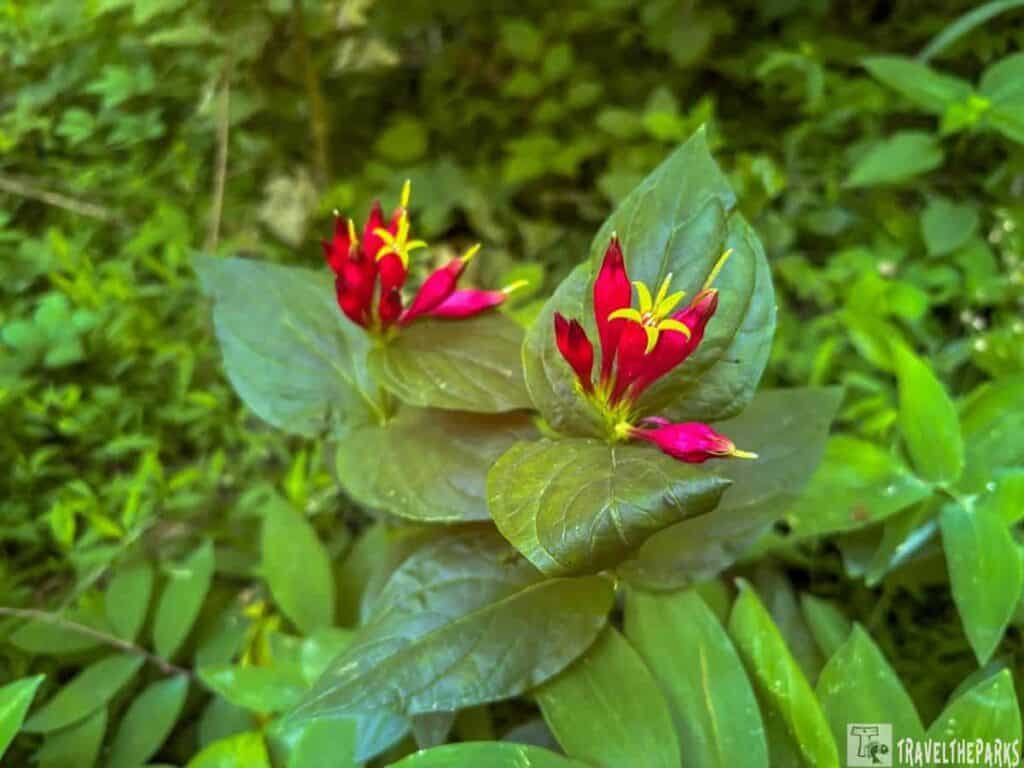 A cluster of vivid red flowers with yellow stamens sits among large green leaves in a lush, green environment.