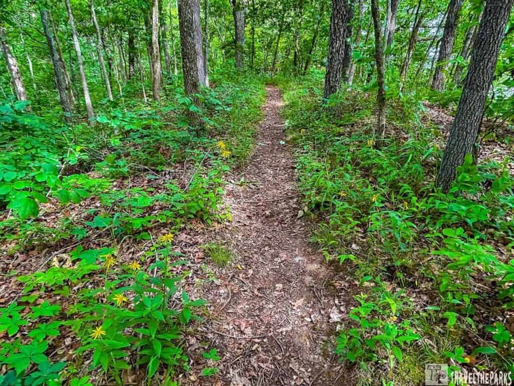 A narrow dirt path through a lush green forest surrounded by plants and wildflowers under a canopy of trees.