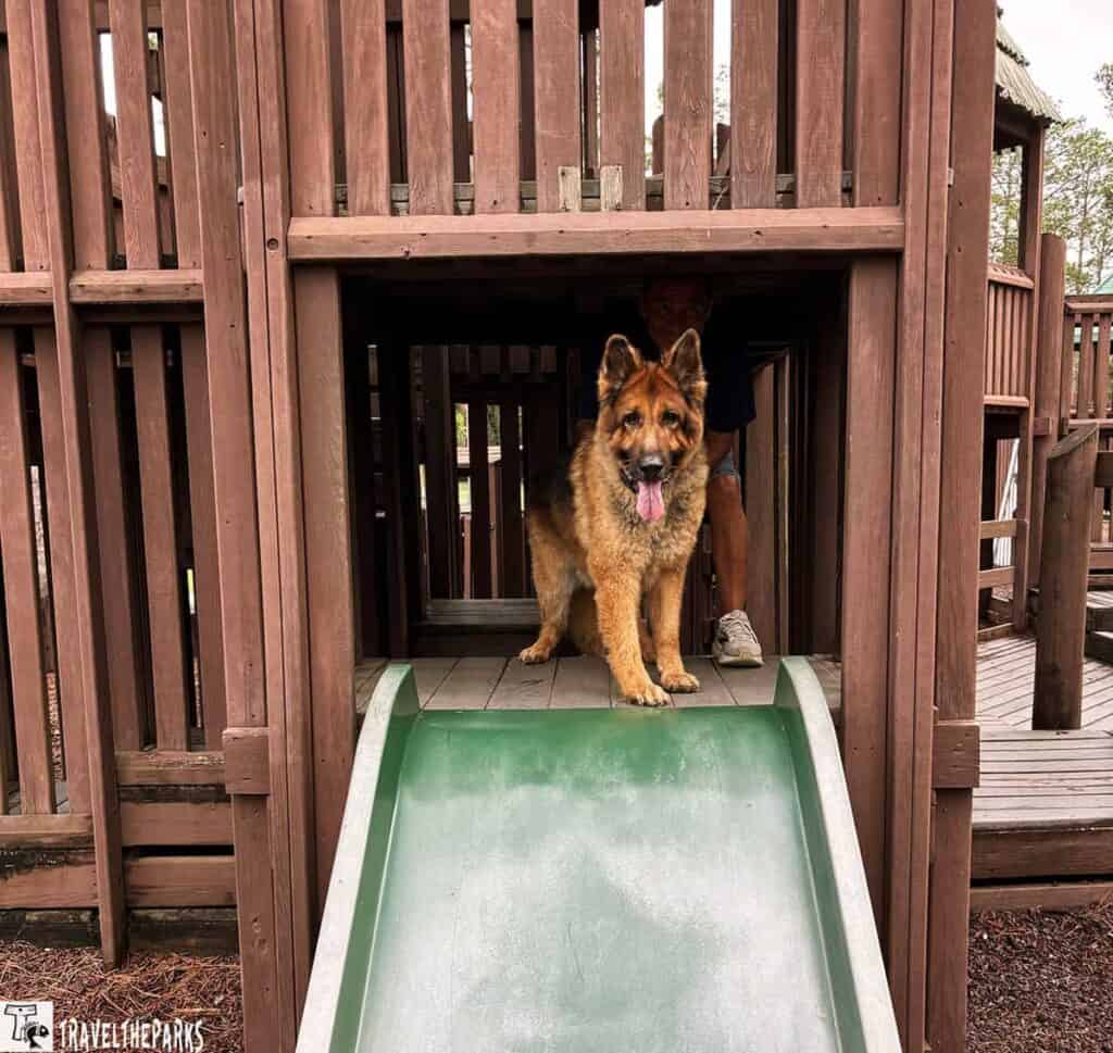 A German Shepherd dog stands on a green slide in a wooden playground, with a person partly visible in the background.